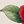 Red Camellia Floral