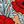 Red Poppy Floral