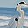 Blue Heron Beach