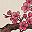 Pink Cherry Blossom