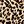 Brown Leopard Print