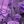 Light Purple Flower