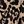 Brown Leopard