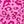 Pink Leopard