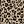 Black Leopard