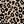 Black Leopard