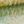 Emerald Shiner