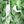Green Hawaiian Leaves