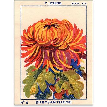 Colorful Floral Wall Art Vintage Chrysanthemum Botanical Canvas Print Decor