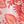 Ivory Red Coral