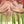 Pink Green