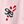 Candycane Pink