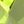 Genuine Peridot