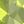Genuine Peridot