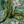 Flower Green