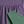 Purpledark Green