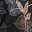 Black Palm Leaves