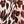 Oatmeal Jaguar Print