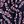 Purple Falling