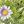 Purple Daisy
