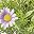 Purple Daisy