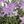 Purple Floral