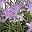 Purple Floral