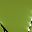 Grass Green