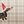 Dog Plaid