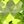 Genuine Peridot