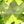 Genuine Peridot