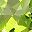 Genuine Peridot