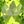 Peridot