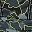 Pop Camo Grayvvvvvvvvv