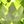 Genuine Peridot