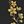 Black Gold