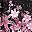 Cherry Blossoms