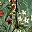 Floral Green