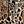 Leopard Print