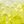 Green Yellow