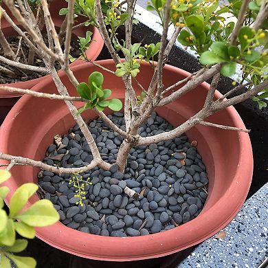 18lb Black River Pebbles Decorative Stone for Plants, Aquariums and Garden Landscaping