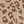 Cheetah Khaki