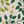 Yellow Green Floral