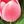 Rose Red