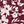 Wine Red Flowers