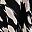 Black Floral
