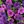 Dark Purple Purple