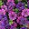 Dark Purple Purple