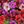 Red Brown Purple Pink