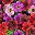 Red Brown Purple Pink